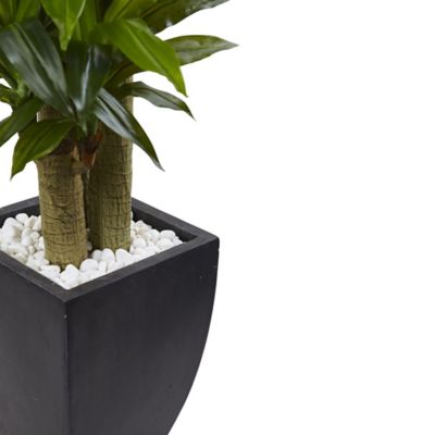 Image showing  5.5 ft. Corn Stalk Dracaena in Black Wash Planter