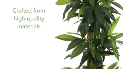 Image showing  5.5 ft. Corn Stalk Dracaena in Black Wash Planter