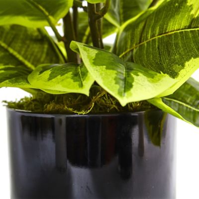 Image showing  24 in. Artificial Rubber Plant with Real Touch in Glossy Cylinder Planter