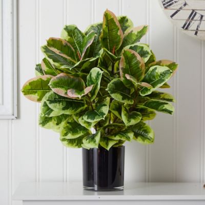 Image showing  24 in. Artificial Rubber Plant with Real Touch in Glossy Cylinder Planter