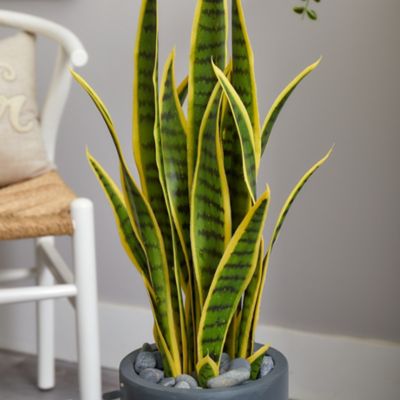 Image showing  3 ft. Artificial Sansevieria Plant in Gray Bullet Planter