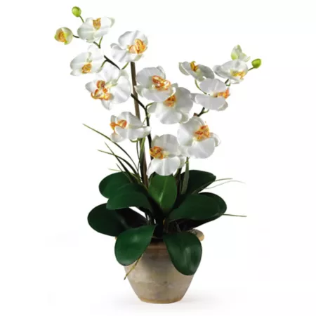 Nearly Natural 25" Double Stem Silk Phalaenopsis Orchid Floral Arrangement Cream Artificial Plants & Flowers