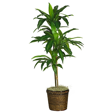 Nearly Natural 48 in. Dracaena Silk Plant with Basket, Real Touch