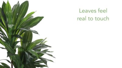 Image showing  48 in. Dracaena Silk Plant with Basket, Real Touch