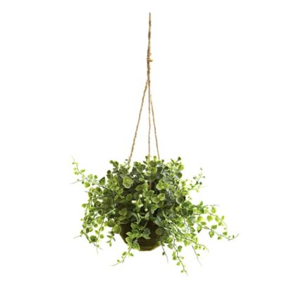 Image showing  9 in. Eucalyptus, Maiden Hair and Berry Hanging Plant Baskets, 3-Pack