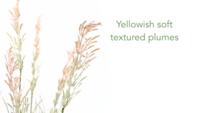 Image showing  5.5 ft. x 30 in. Artificial Plume Grass Plant