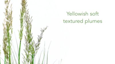 Image showing  5.5 ft. x 24 in. Artificial Plume Grass Plant