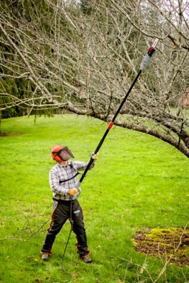 Image showing  PS750 8 in. 6.5A Corded Pole Saw