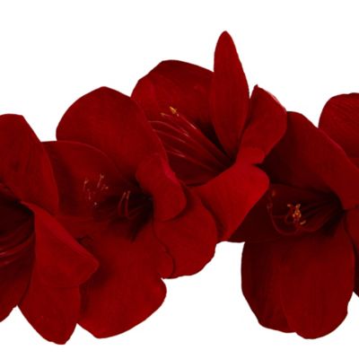 Image showing  5 ft. Amaryllis Silk Garland