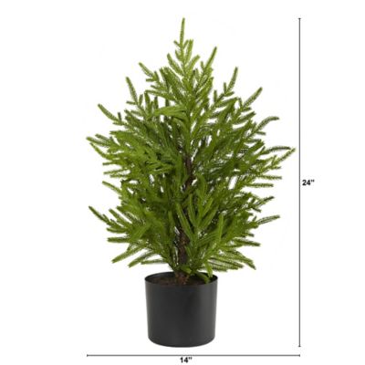 Image showing  2 ft. Norfolk Island Pine Natural-Look Artificial Tree in Decorative Planter