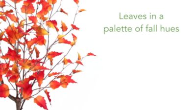 Image showing  4 ft. Artificial Fall Birch Autumn Tree