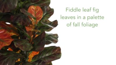 Image showing  6 ft. Autumn Fiddle Leaf Artificial Tree