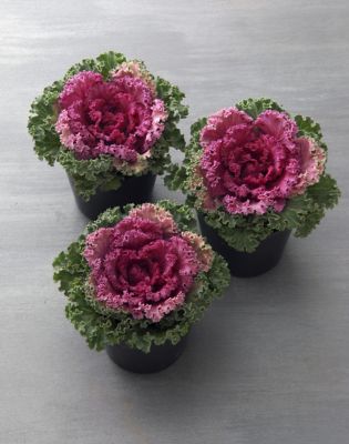 Kale, 748179836906