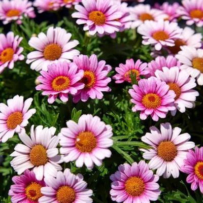 Argyranthemum, 748179838702