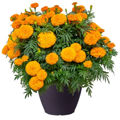 Day of the Dead Marigold, 748179143165