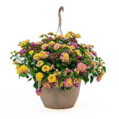 Hanging Basket Perennial , 748179219686