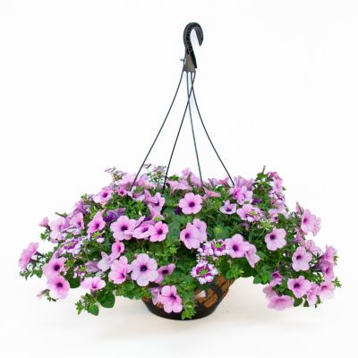 Premium Coco Hanging Basket, 748179134507
