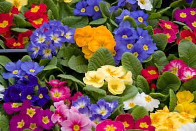 Primrose, 748179174008