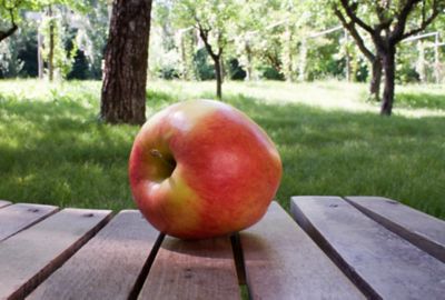 3.74 gal. Potted Pirtle Nursery Ambrosia Apple Tree