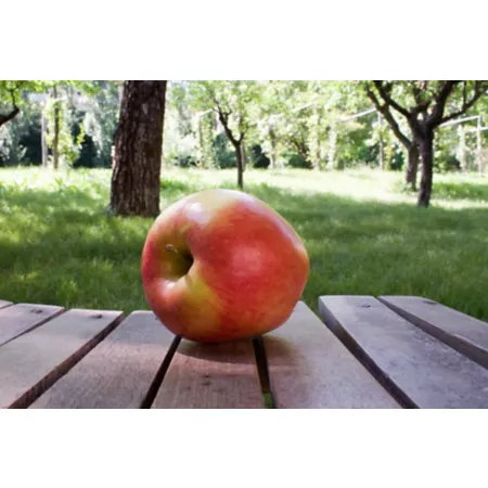 3.74 gallons Ambrosia apple tree from Pirtle nursery in pot Fruit Trees & Plants