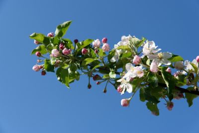 Image showing 3.74 gal. Potted Pirtle Nursery Ambrosia Apple Tree