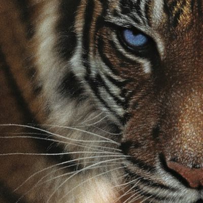 Image showing  1,000 pc. Blue Eyes Tiger by Colin Bogle Jigsaw Puzzle, 24 in. x 30 in.