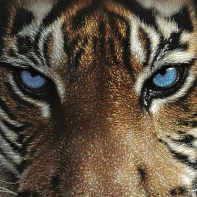 Image showing  1,000 pc. Blue Eyes Tiger by Colin Bogle Jigsaw Puzzle, 24 in. x 30 in.