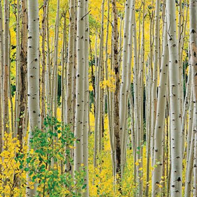 Image showing  1,000 pc. Aspens by O W Lawrence Jigsaw Puzzle, 24 in. x 30 in.