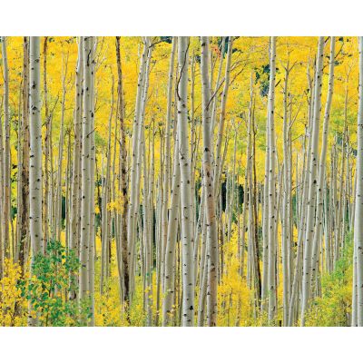 Image showing  1,000 pc. Aspens by O W Lawrence Jigsaw Puzzle, 24 in. x 30 in.