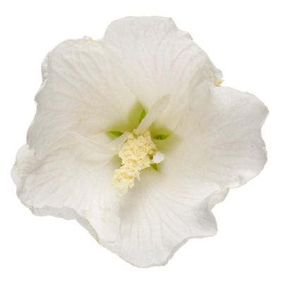Image showing  5 gal. Potted White Pillar Hibiscus Shrub Bush