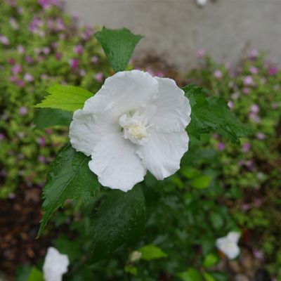 Image showing  5 gal. Potted White Pillar Hibiscus Shrub Bush