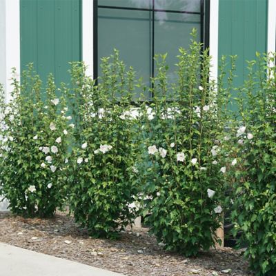Image showing  5 gal. Potted White Pillar Hibiscus Shrub Bush