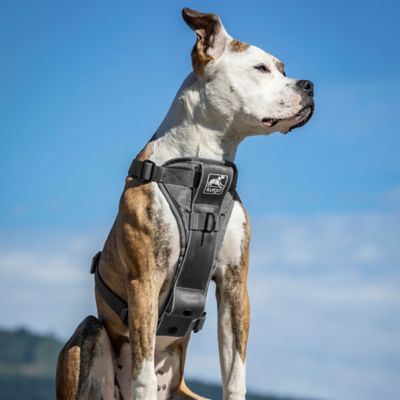 Image showing  Tru-Fit Adjustable Smart Dog Harness
