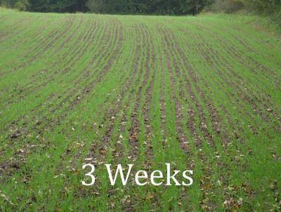 Image showing  48 in. 3-Point Seeder