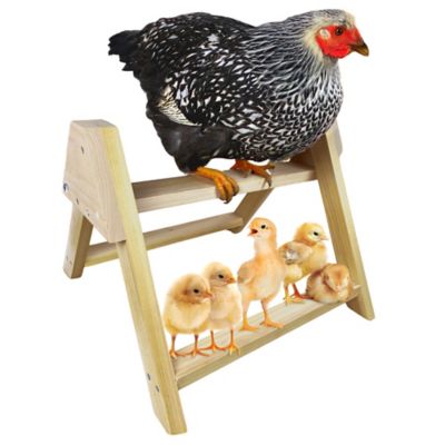 Backyard Barnyard Chicken Perch XL Roosting Bar Ladder for Coop Pen or Run, Made in USA