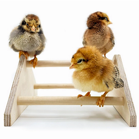 Backyard Barnyard Chick Perch Mini Roosting Bars for Brooder or Coop Toy, Made in USA, 2-Pack