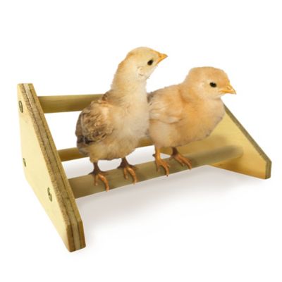 Image showing  Chick Perch Mini Roosting Bars, 2-Pack
