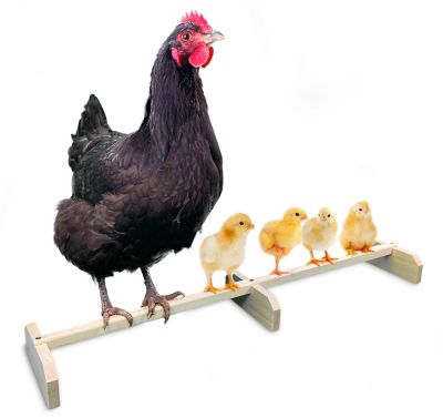 Backyard Barnyard Chicken Roosting Bar Perch for Poultry Coop or Chick Brooder, (30 in. Stretch) Made in USA