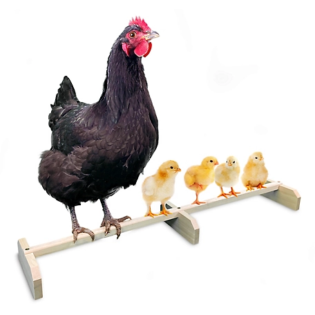 Backyard Barnyard Chicken Roosting Bar Perch for Poultry Coop or Chick Brooder, (30 in. Stretch) Made in USA