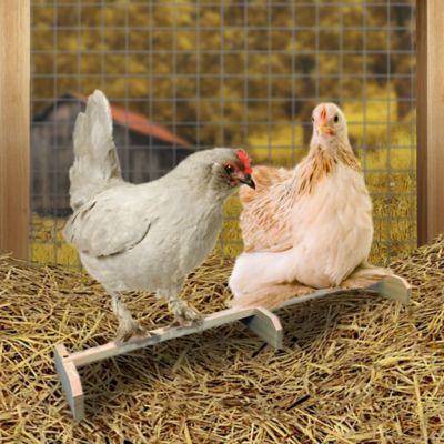 Image showing  Chicken Roosting Bar Perch for Poultry Coop or Chick Brooder