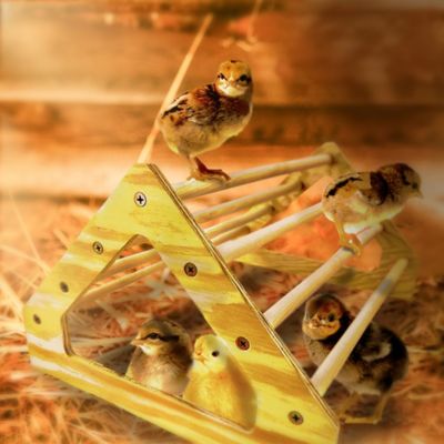Image showing  Chick Perch Roosting Bar Toy for Brooder Box