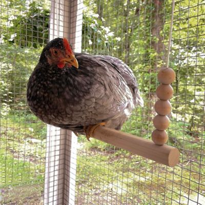 Image showing  Round Chicken Swing Roosting Bar Perch