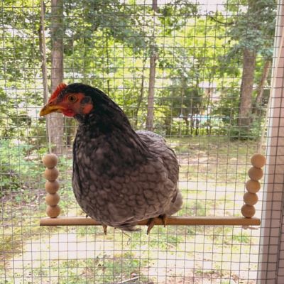 Image showing  Flat Bar Chicken Swing
