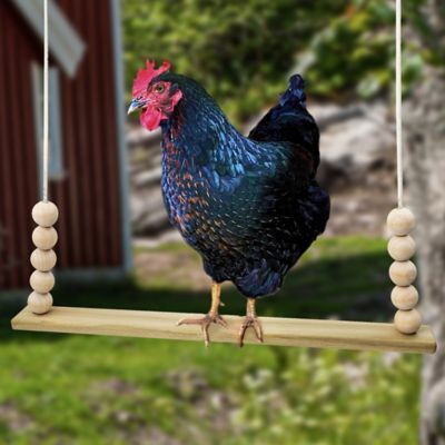 Image showing  Flat Bar Chicken Swing