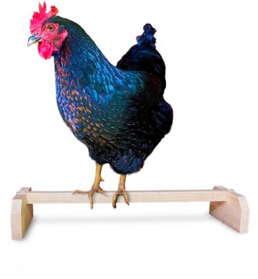 Backyard Barnyard Chicken Roosting Bar Perch for Poultry Coop, Made in USA