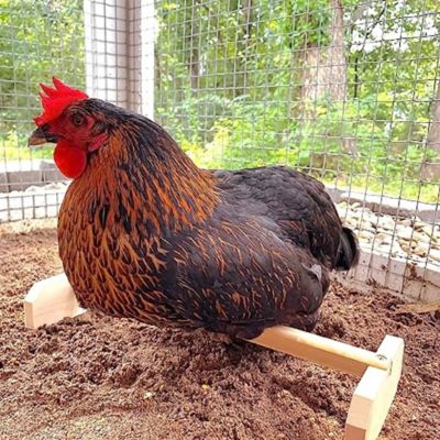 Image showing  Chicken Roosting Bar Perch