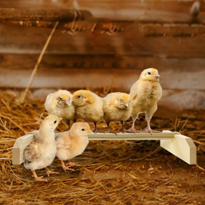 Image showing 6 th Backyard Barnyard Chicken Roosting Bar Perches for Poultry Coop or Chick Brooder, 2-Pack