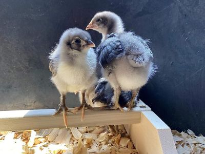 Image showing 7 th Backyard Barnyard Chicken Roosting Bar Perches for Poultry Coop or Chick Brooder, 2-Pack