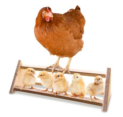 Backyard Barnyard 3-Bar Chicken Roosting Bar Perch for Poultry Coop and Chick Brooder, Made in USA