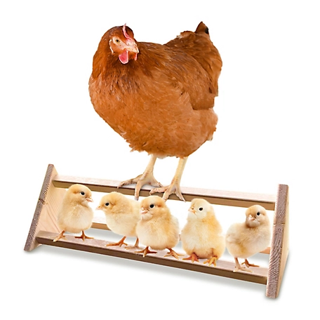 Backyard Barnyard 3-Bar Chicken Roosting Bar Perch for Poultry Coop and Chick Brooder, Made in USA